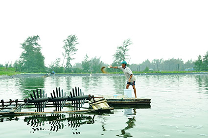 nuôi tôm thẻ Hải An