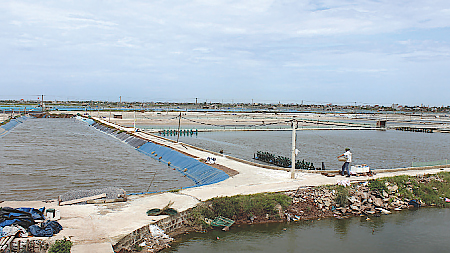 nuôi tôm thẻ chân trắng