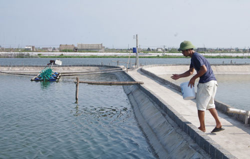 Giúp nông dân giảm thiểu tình trạng sản xuất nhỏ lẻ