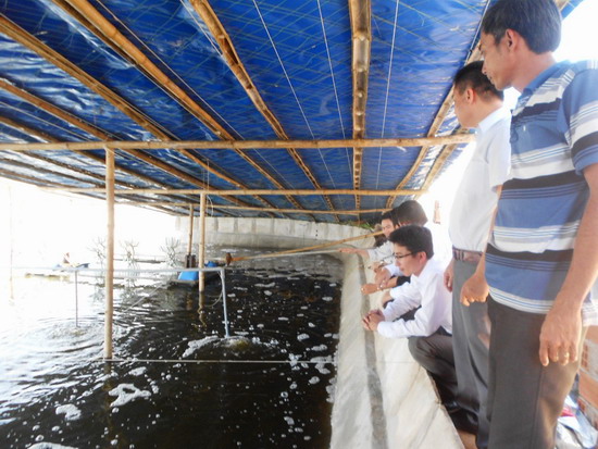 nuôi tôm thẻ chân trắng