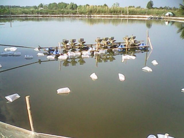 nuoi tom the o bac lieu