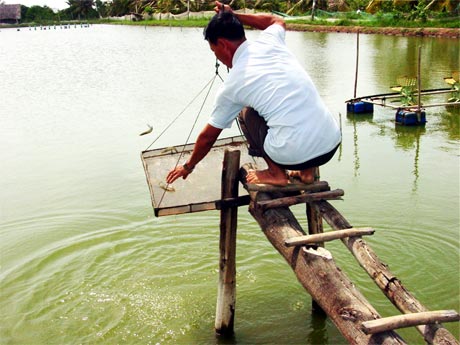 nuoi tom the tien giang
