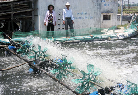 nuôi tôm thẻ trái phép