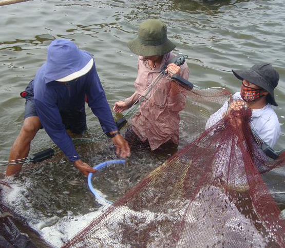 tôm thẻ chân trắng