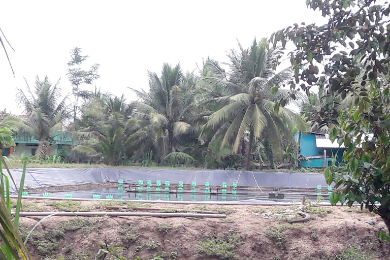 Không để tôm thẻ chân trắng phát triển trong vùng nước ngọt