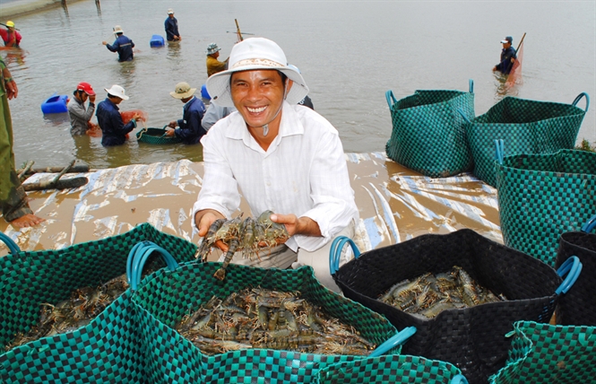 thu hoạch tôm