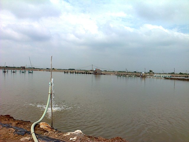 nuôi tôm thích ứng khí hậu