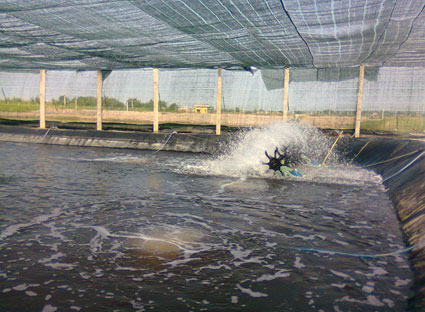 nuôi tôm thương phẩm