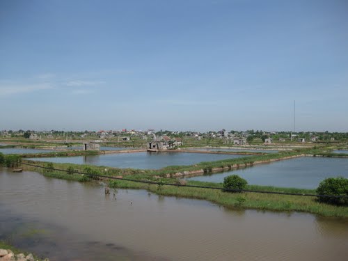 nuôi tôm hãi phòng