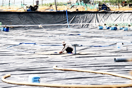 Nuôi tôm lót bạt và hệ lụy