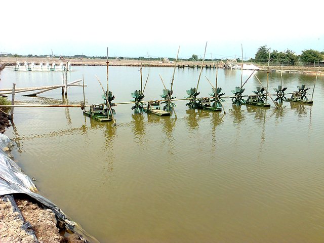 nuôi tôm trái phép