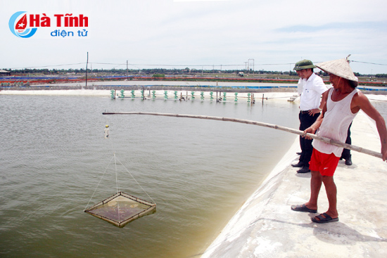 nuoi tom tren ao dat