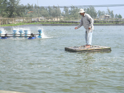 nuôi tôm trên cát