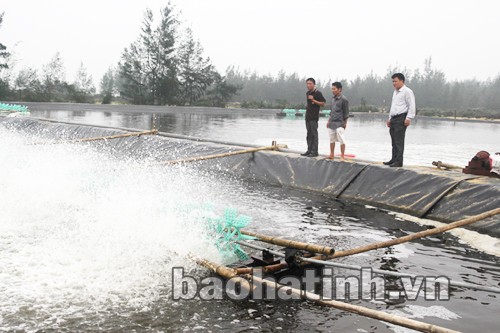 nuôi tôm trên cát