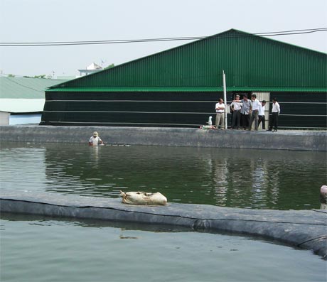 nuôi tôm trong nhà