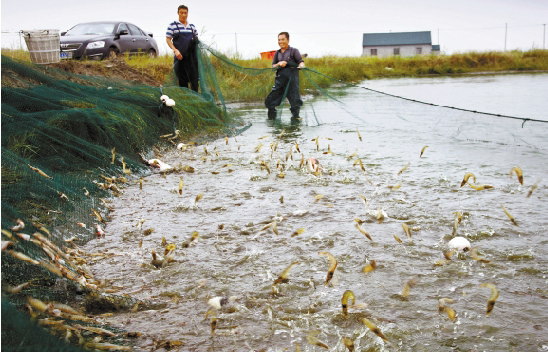 Nuôi tôm tại Trung Quốc ngày càng khó khăn