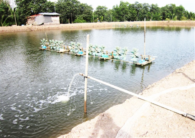 nuôi tôm tự phát