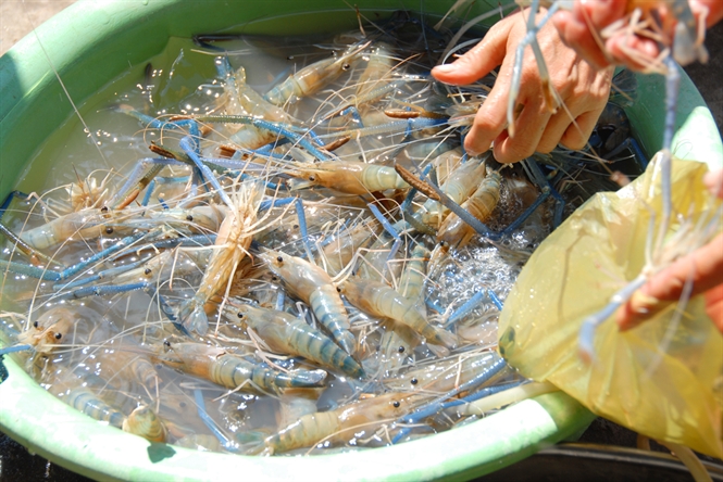 tôm càng xanh