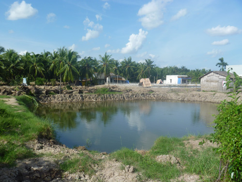 nuoi tom vung ngot hoa