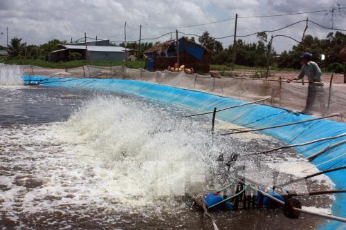 Hệ lụy khó lường từ nuôi tôm thẻ chân trắng trên vùng nước ngọt