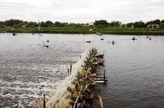 Nuôi tôm an toàn sinh học đạt hiệu quả cao