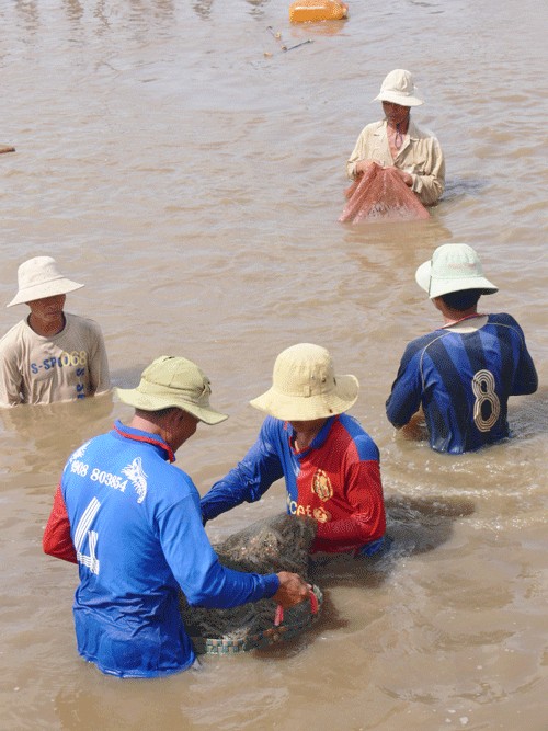 Thu hoạch tôm chân trắng ở xã An Điền (Thạnh Phú). Ảnh: H. Hiệp