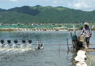 Quy hoạch vùng nuôi tôm hạ lưu sông Bàn Thạch (Đông Hòa) góp phần phát triển nghề nuôi trồng thủy sản bền vững - Ảnh: P.NAM
