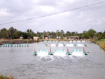 Trà Vinh, hệ thống cảm biến nano, bệnh tôm