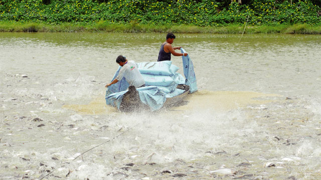 An Giang: Phát triển nuôi trồng, chế biến cá tra bền vững