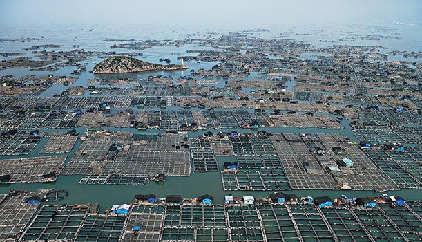 Thay đổi mô hình xuất khẩu thủy sản của Trung Quốc ảnh hưởng tới thị trường toàn cầu