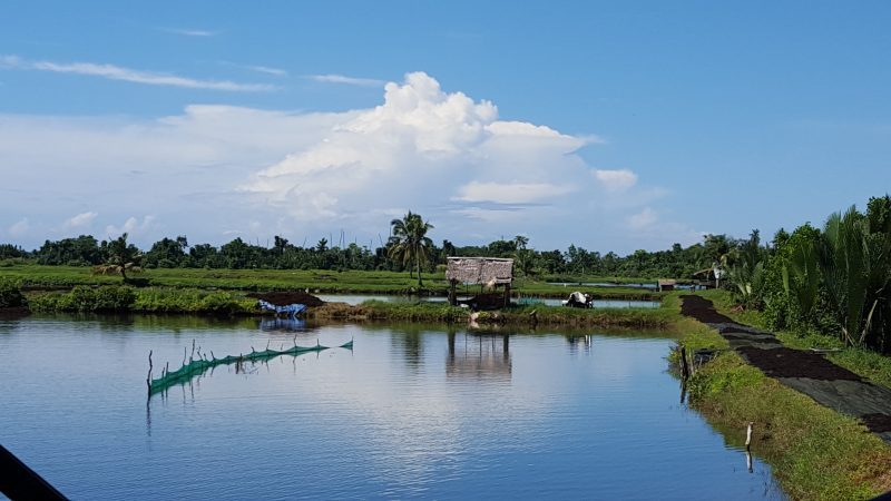 Nông dân nuôi tôm Indonesia được bảo hiểm toàn bộ nếu sản xuất thất bát