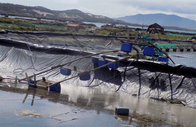 nuôi tôm Khánh Hòa, vùng nuôi tôm Khánh Hòa, nuôi tôm thẻ chân trắng, nuôi tôm hùm, nuôi tôm sau bão