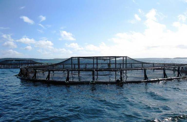 Mỹ tìm cách phát triển nuôi trồng thủy sản thay vì nhập khẩu