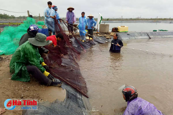 Hà Tĩnh: Nuôi trồng thủy sản “chạy đua” với bão