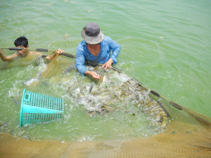 Phát triển hồ nuôi ồ ạt dẫn đến khó khăn trong nuôi trồng