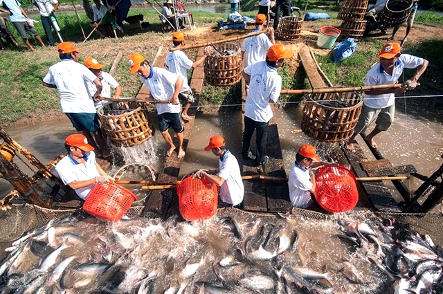 Doanh nghiệp ngăn sông, người nuôi tôm khốn đốn