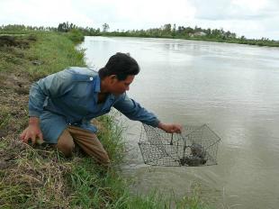 Mô hình nuôi cua đã tạo ra hướng đi mới cho bà con nông dân vùng chuyển dịch