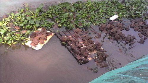 Nuôi ếch trong mùng lưới