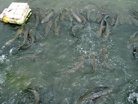 Ao nuôi cá lóc thương phẩm ở Sầm Sơn