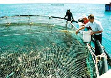 Hướng làm giàu từ nuôi cá lồng trên hồ thủy điện