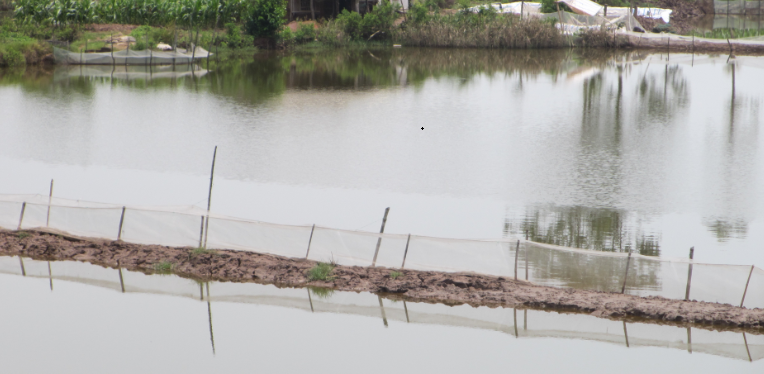 Nuôi cua trong đê Bình Minh 2, xã Kim Đông