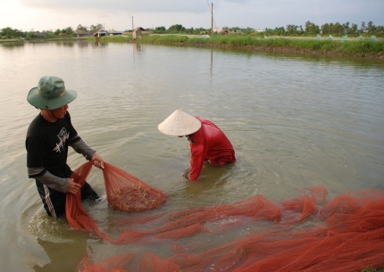 Nuôi tôm sợ biến đổi khí hậu