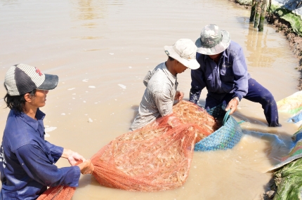 Để có những vụ tôm hiệu quả, người nuôi cần tuân theo khuyến cáo của ngành chức năng.
