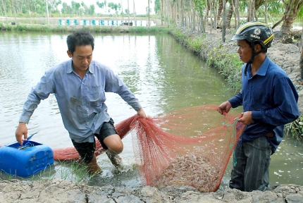 Ao nuôi tôm thẻ