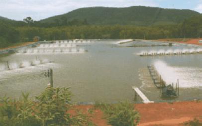 Thái Lan tập trung nuôi tôm cỡ nhỏ