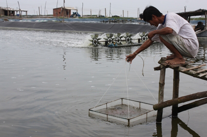 Quảng Ngãi: Hậu quả từ việc nuôi tôm phớt lời thời vụ