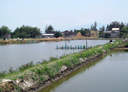 Quảng Nam: Bỏ hoang nhiều ao nuôi tôm