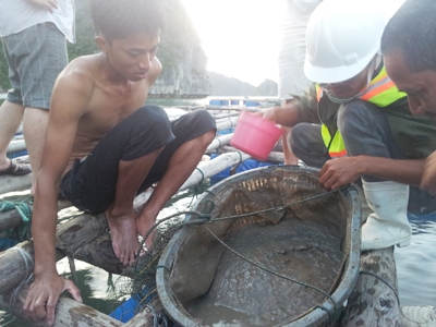 Mặc dù được khuyến cáo dịch bệnh từ cơ quan chức năng nhưng nhiều người dân vẫn thả nuôi tu hài giống .