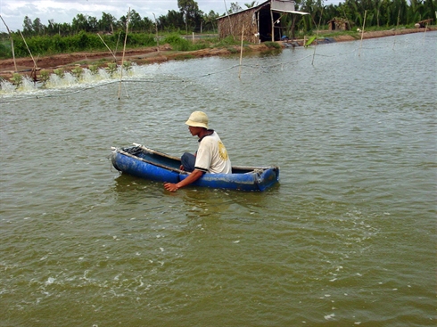 ồ ạt nuôi tôm