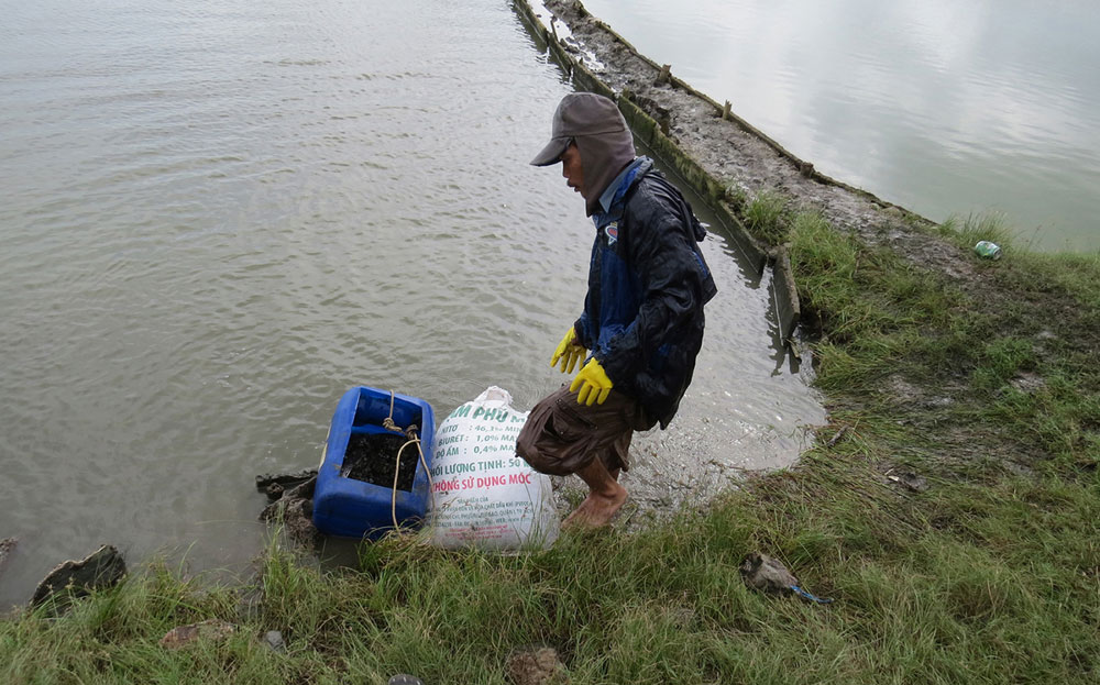 Hồ nuôi tôm thẻ chân trắng trong đầm Ô Loan